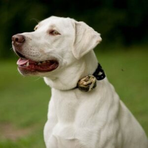 Extra Collar for MR1100