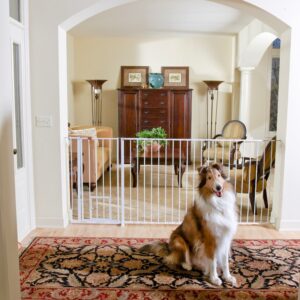 Extra Tall Maxi Walk-Thru Gate with Pet Door