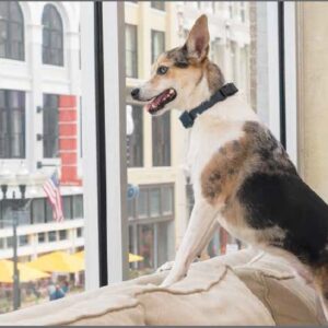 Lite Rechargeable Bark Control