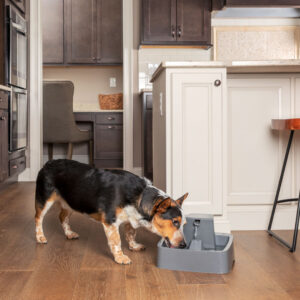 1 Gallon Pet Fountain