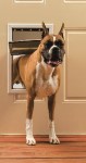 Freedom Aluminum Pet Door – Large