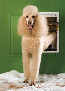 Extreme Weather Pet Door – Large